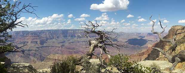 An old tree in the Grand Canyon on a beautiful day.
